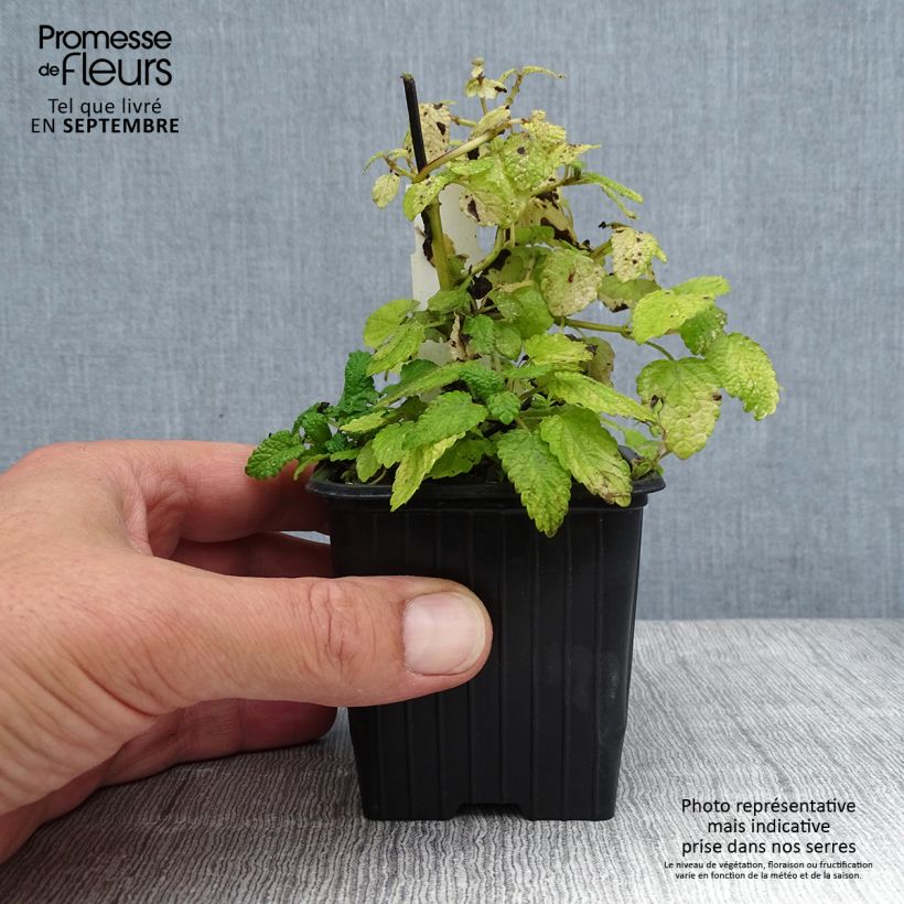 Esemplare di Melissa officinalis Aurea - Melissa vera Vasetto da 8/9 cm consegnato in estate