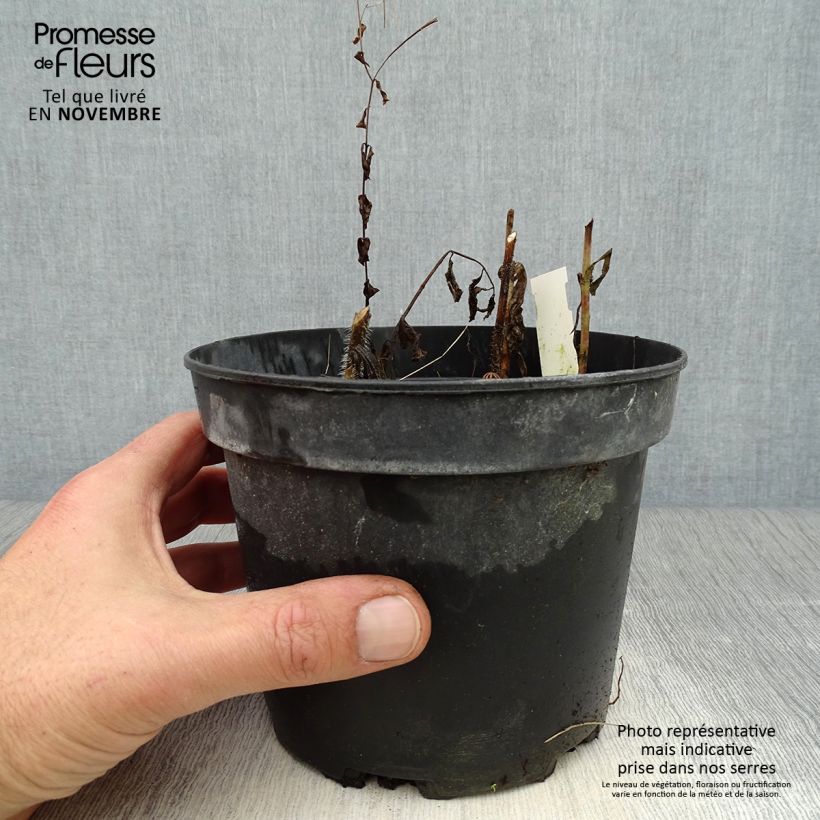 Esemplare di Melittis melissophyllum Alba Vaso da 2L/3L come consegnato in autunno