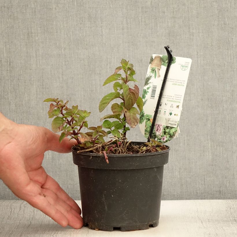 Esemplare di Mentha aquatica - Menta d'acqua Vaso da 1,5L/2L consegnato in estate