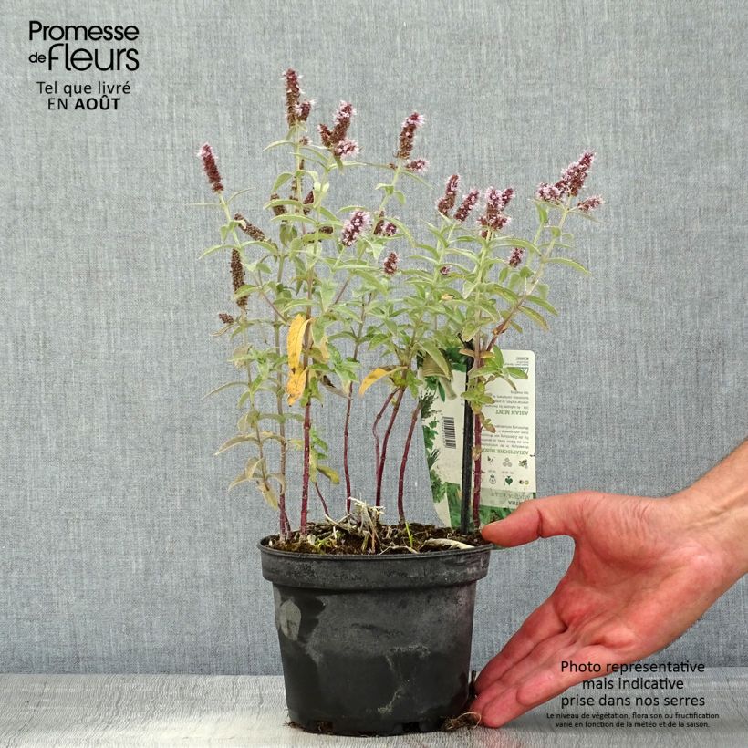 Esemplare di Mentha asiatica Var Asiatica - Menta asiatico Vaso da 1,5L/2L consegnato in estate