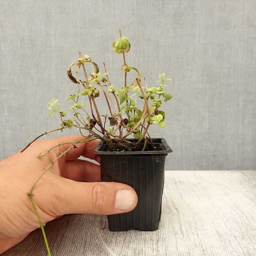 Esemplare di Mentha arvensis Banana Bio - Menta campestre Vasetto da 8/9 cm consegnato in estate