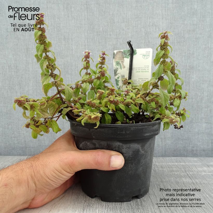 Esemplare di Mentha arvensis Banana - Menta campestre Vaso da 1,5L/2L consegnato in estate