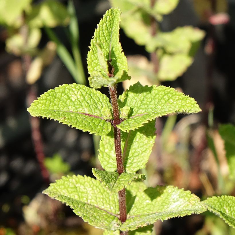 Mentha haplocalyx Bio - Menta (Fogliame)