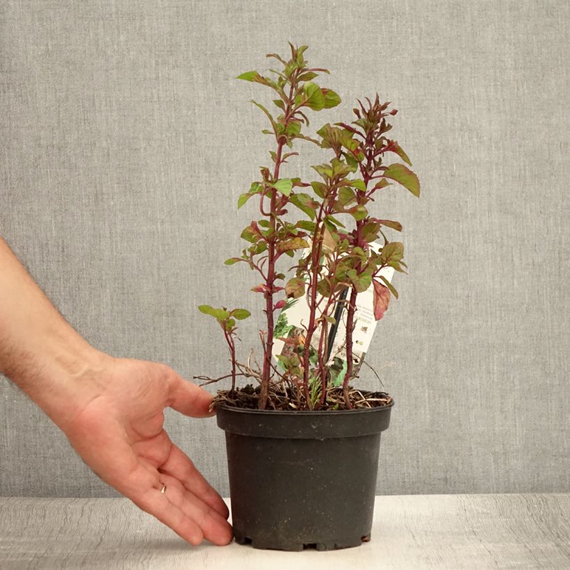 Esemplare di Mentha piperita schocominze - Menta piperita Vaso da 1,5L/2L consegnato in estate