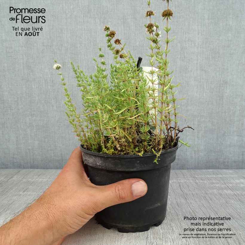 Esemplare di Mentha cervina - Menta cervina Vaso da 1,5L/2L consegnato in estate