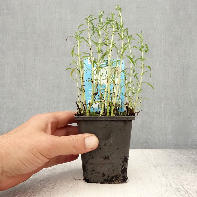 Esemplare di Mentha cervina Alba - Menta cervina Vasetto da 8/9 cm consegnato in estate
