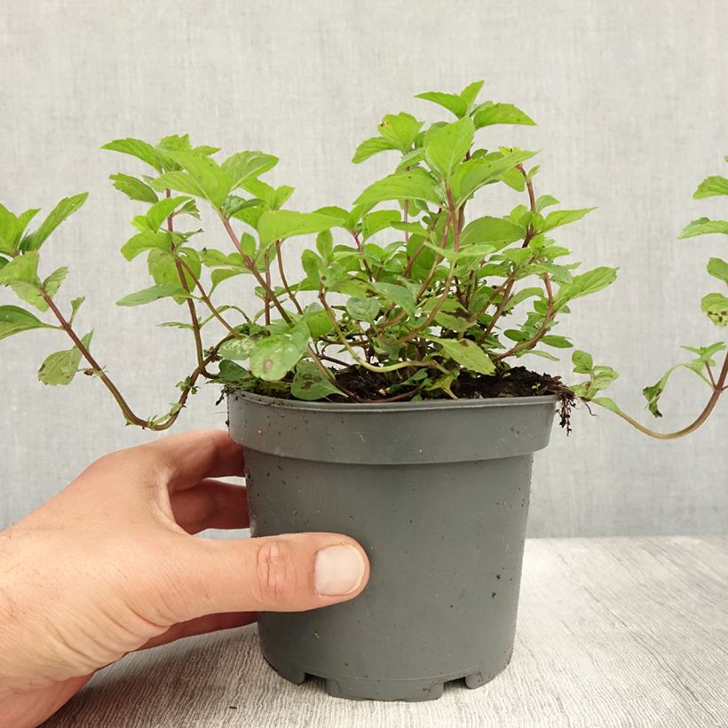 Esemplare di Mentha piperita Ginger - Menta piperita Vaso da 1,5L/2L consegnato in estate