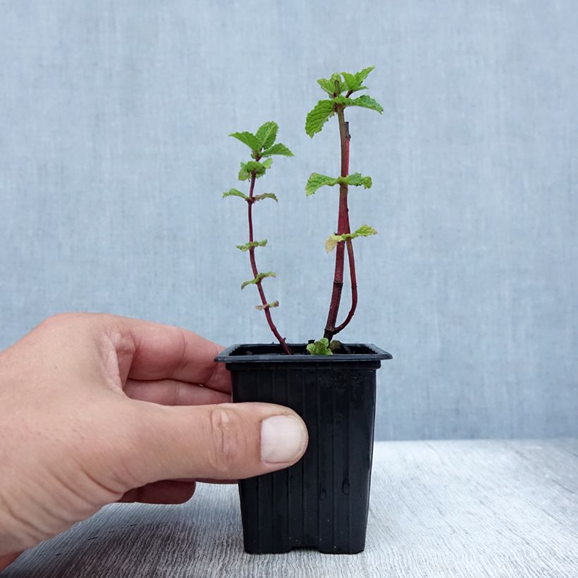 Esemplare di Mentastro verde Wintergreen Bio Vasetto da 8/9 cm consegnato in estate