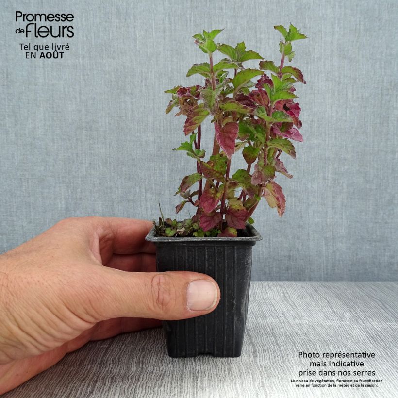 Esemplare di Mentha citrata Grapefruit Bio - Menta bergamotto Vasetto da 7/8 cm consegnato in estate