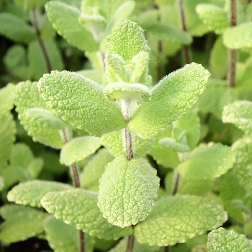 Mentha suaveolens Applefruit - Menta a foglie rotonde (Fogliame)