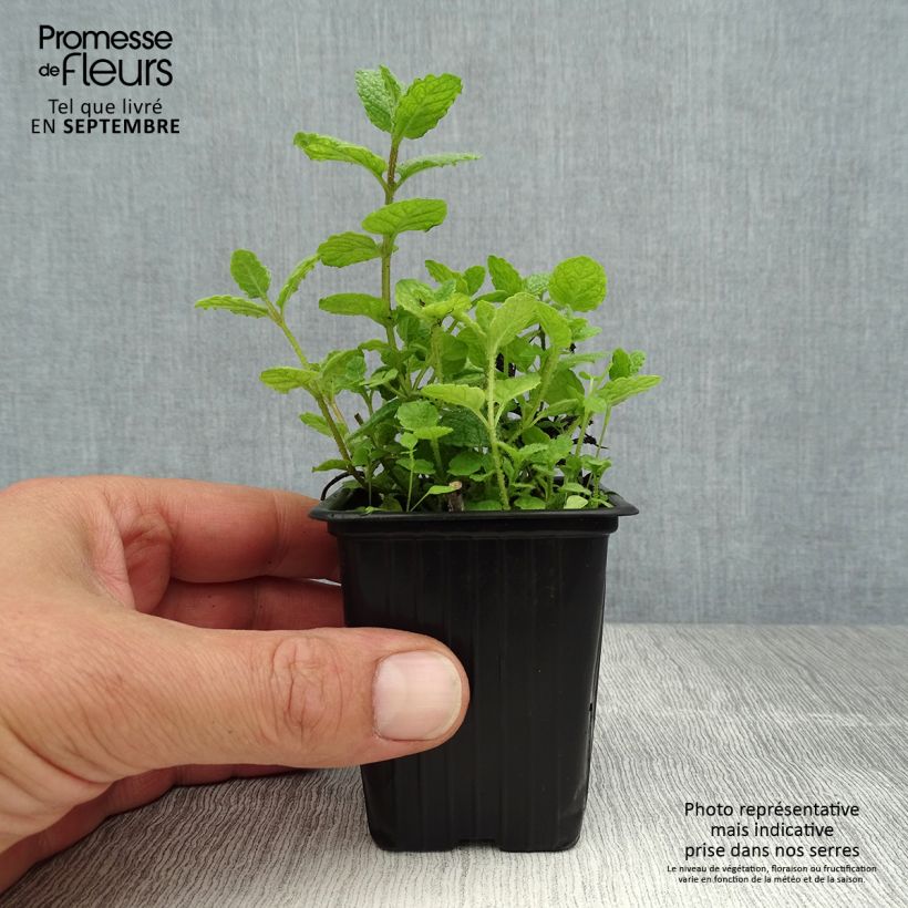 Esemplare di Mentha suaveolens Bio - Menta a foglie rotonde Vasetto da 8/9 cm consegnato in estate