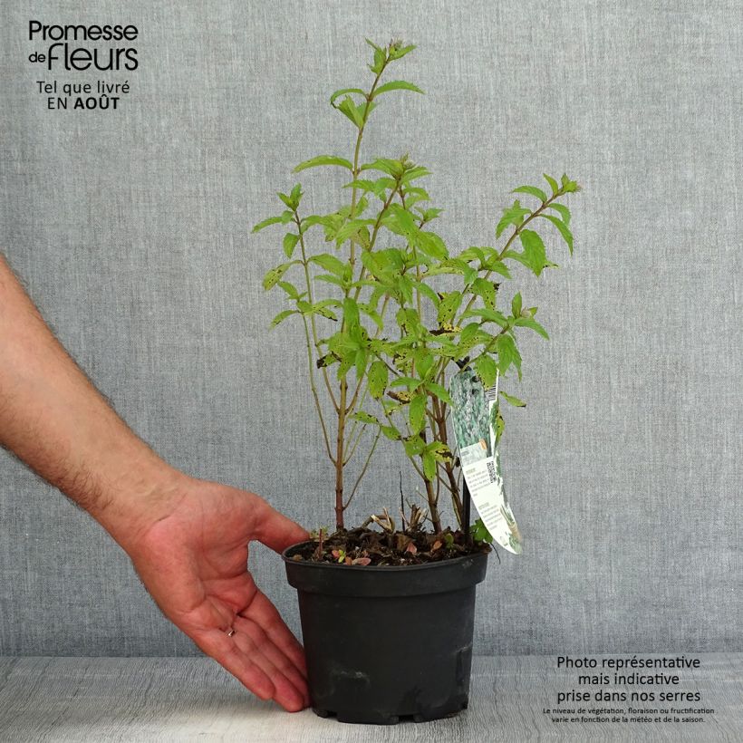 Esemplare di Mentha piperita Swiss - Menta piperita Vaso da 1,5L/2L consegnato in estate