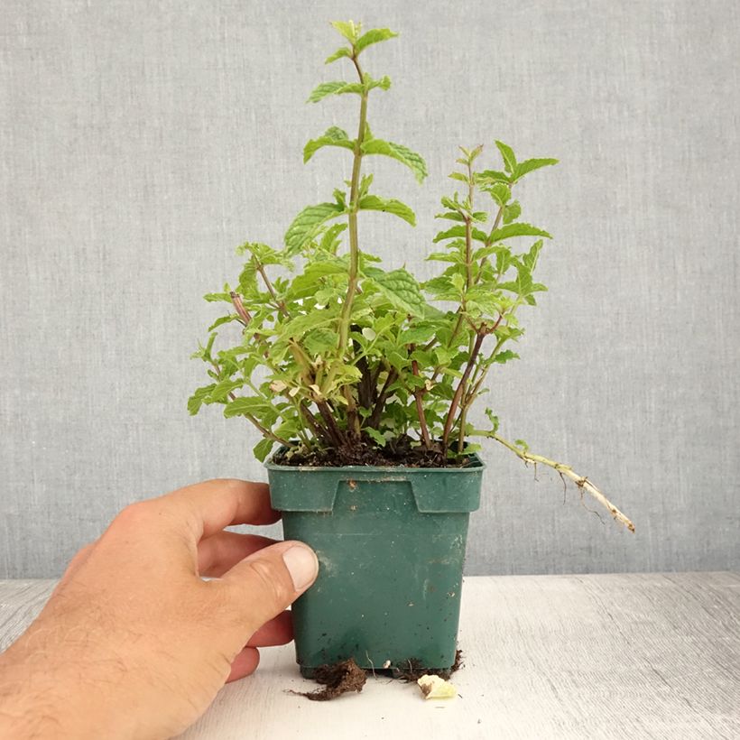 Esemplare di Mentastro verde Hollywood Vaso da Ø 10 cm/11 cm consegnato in estate