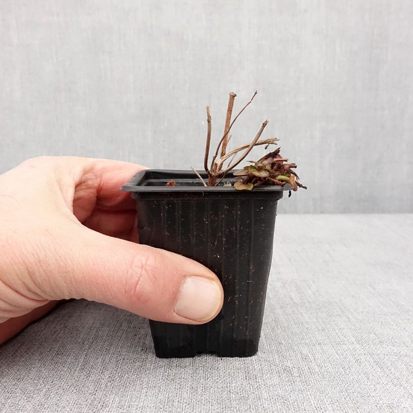 Mentha smithiana rubra Bio - Menta Vasetto da 8/9 cm esemplare consegnato in inverno