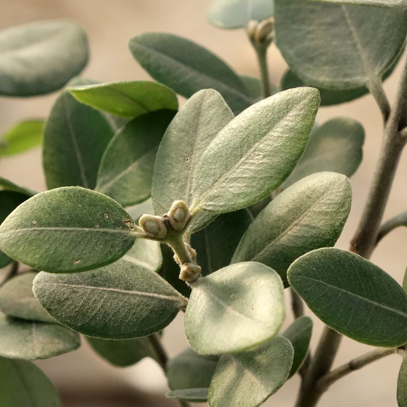 Metrosideros x thomasii (Fogliame)