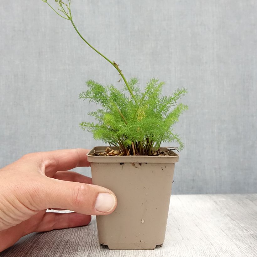 Esemplare di Meum athamanticum - Finocchiello Vasetto da 8/9 cm consegnato in estate