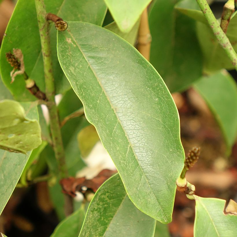 Magnolia Fairy Lime (Fogliame)