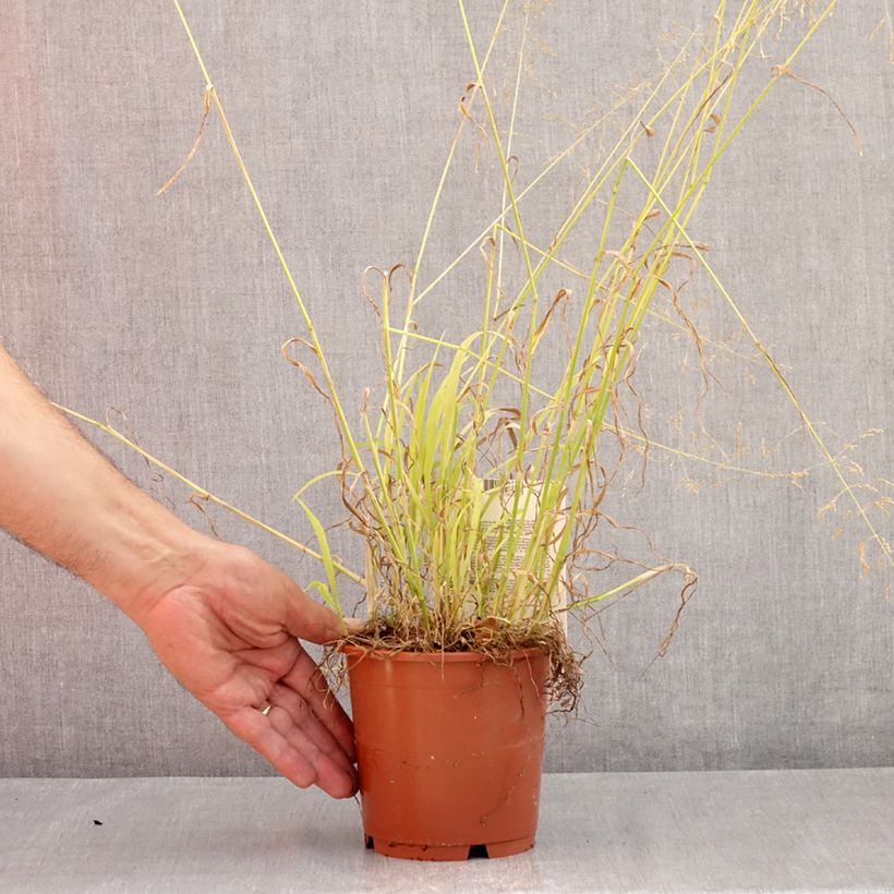 Esemplare di Milium effusum Aureum - Miglio selvatico Vaso da 1L/1,5L consegnato in estate