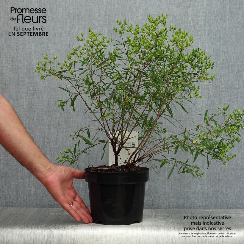 Esemplare di Hypericum kalmianum Gemo - Iperico Vaso da 3L/4L consegnato in estate
