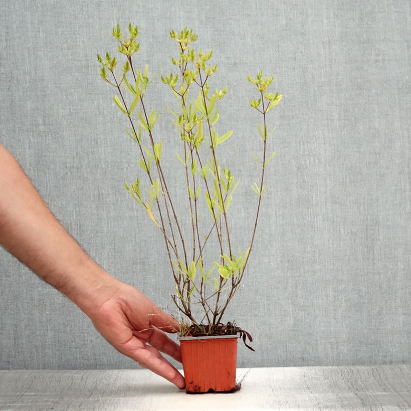 Esemplare di Hypericum densiflorum Buttercup - Iperico Vasetto da 8/9 cm consegnato in estate
