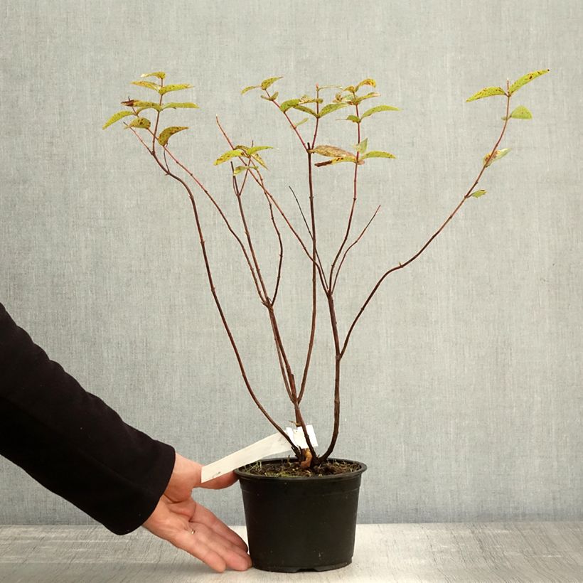 Esemplare di Hypericum inodorum Elstead - Iperico Vaso da 1,5L/2L come consegnato in autunno