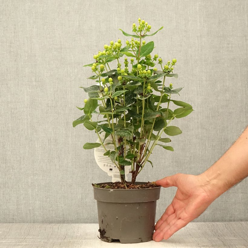 Esemplare di Hypericum inodorum Miracle Pistache - Iperico Vaso da Ø 12 cm / 13 cm consegnato in estate