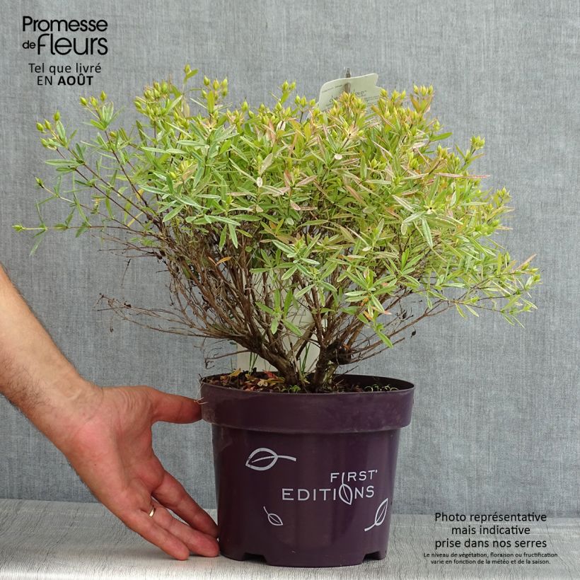 Esemplare di Hypericum kalmianum Cobalt-n-Gold - Iperico Vaso da 2L/3L consegnato in estate