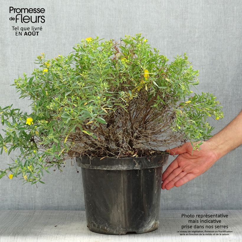 Esemplare di Hypericum kalmianum Cobalt-n-Gold - Iperico Vaso da 7,5L/10L consegnato in estate