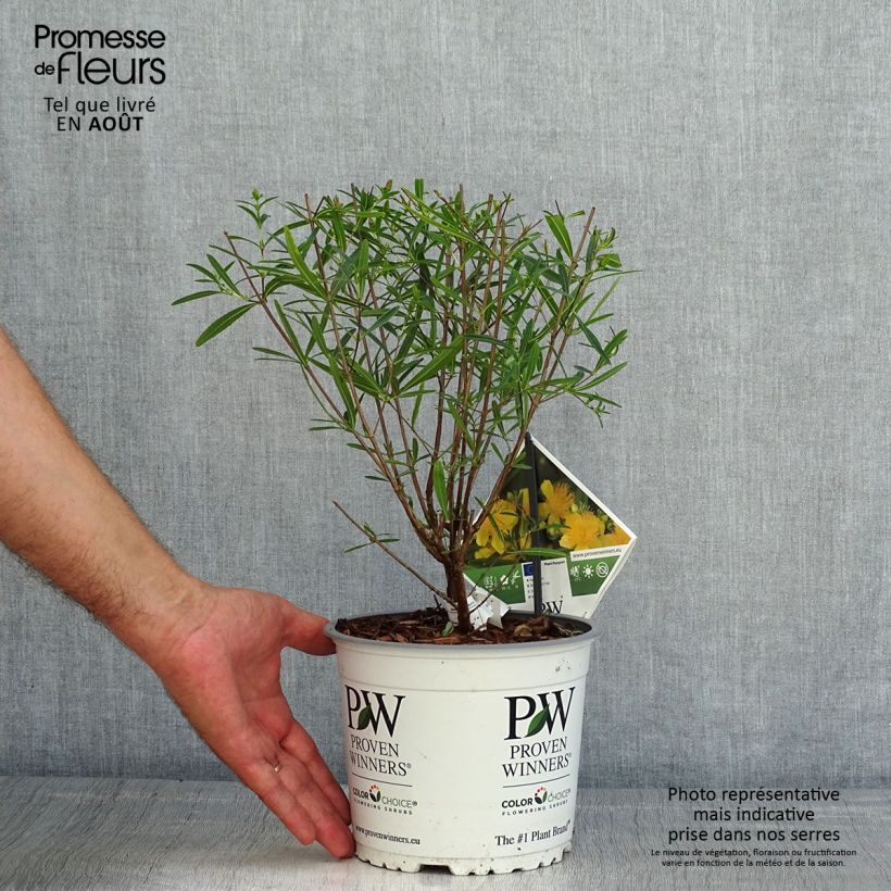 Esemplare di Hypericum kalmianum Sunny Boulevard - Iperico Vaso da 2L/3L consegnato in estate