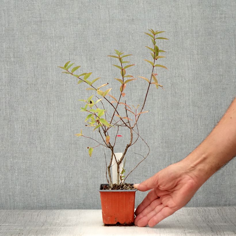 Esemplare di Hypericum moserianum Tricolor - Iperico Vasetto da 8/9 cm consegnato in estate