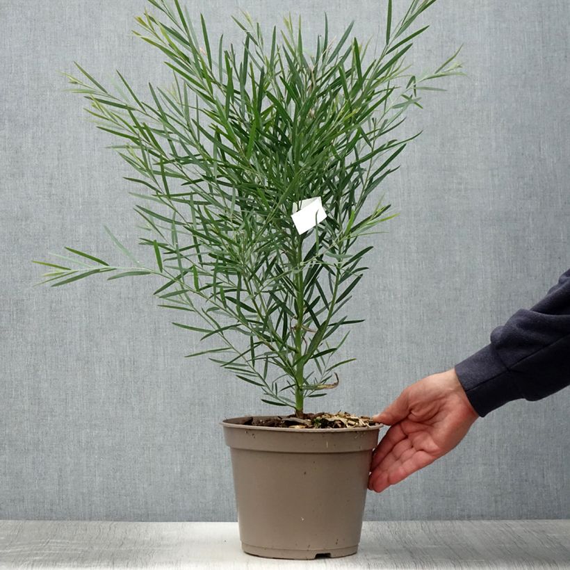 Esemplare di Acacia iteaphylla - Mimosa Vaso da 4L/5L consegnato in estate
