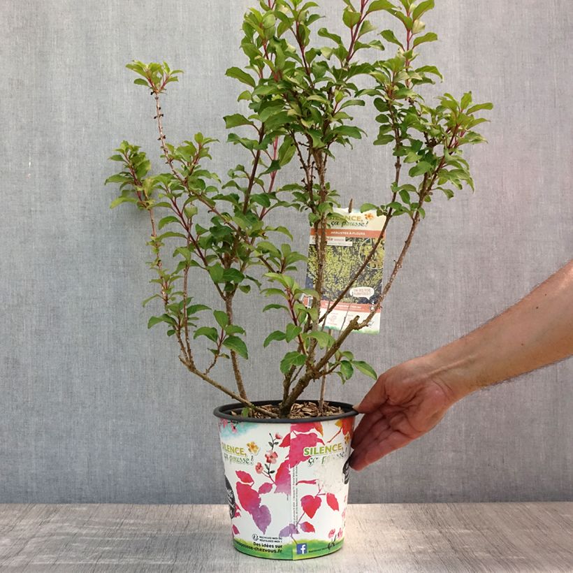 Esemplare di Forsizia Mindor Vaso da 4L/5L consegnato in estate