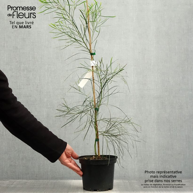Acacia retinodes - Mimosa 4 stagioni Vaso da 2L/3L esemplare consegnato in primavera