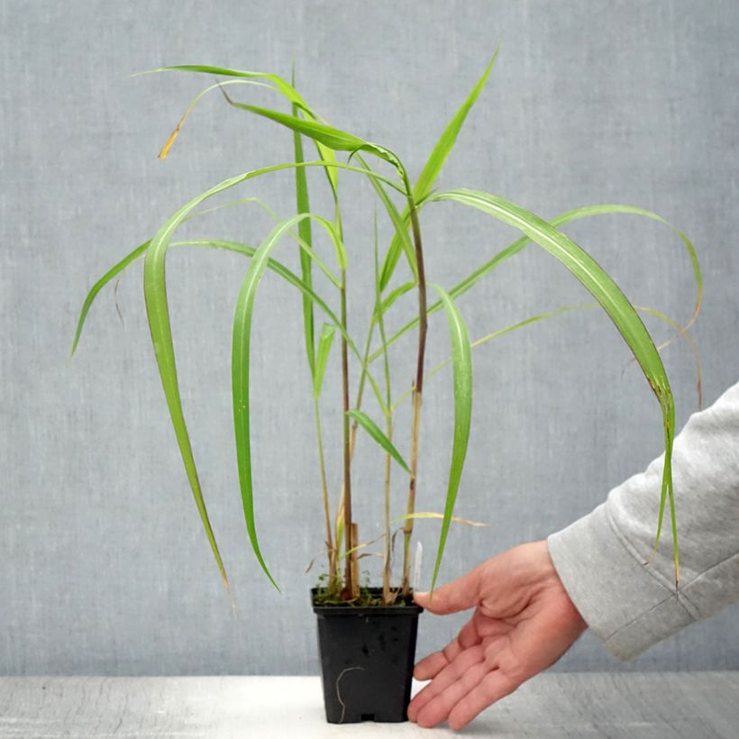 Esemplare di Miscanthus floridulus - Miscanto florido Vasetto da 8/9 cm consegnato in estate