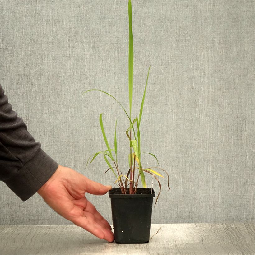Esemplare di Miscanthus nepalensis Vasetto da 8/9 cm consegnato in estate