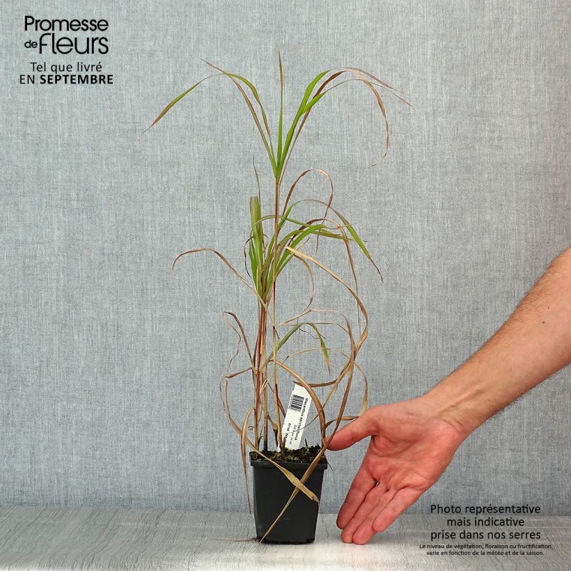 Esemplare di Miscanthus sacchariflorus Vasetto da 8/9 cm consegnato in estate