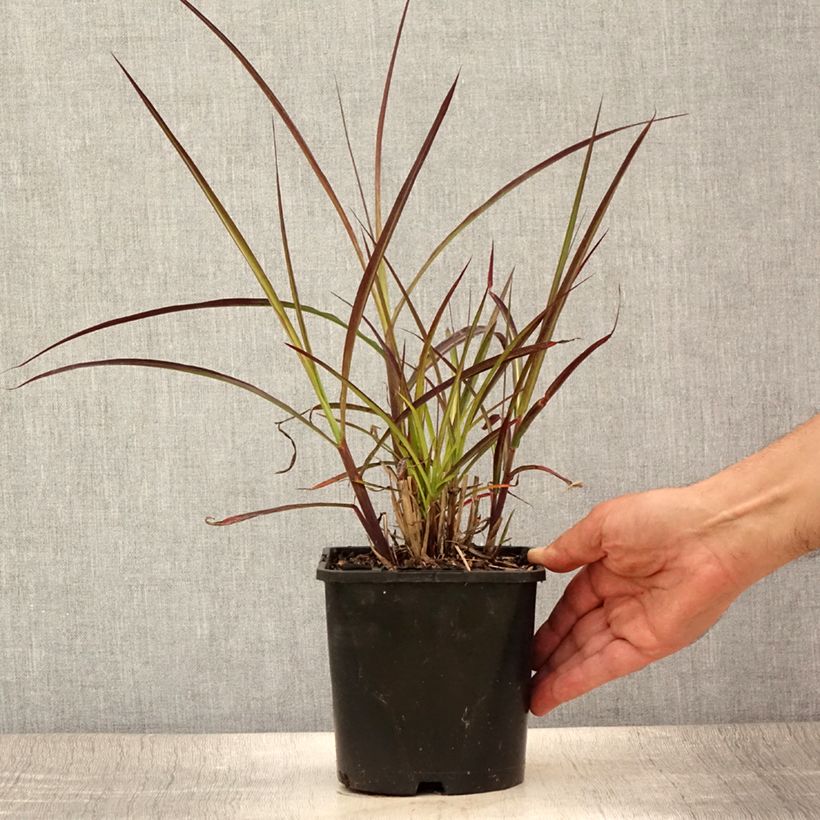 Esemplare di Miscanthus sinensis Boucle Vaso da 1,5L/2L consegnato in estate