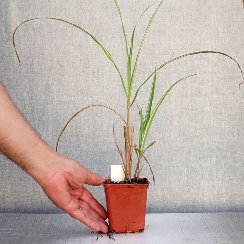 Esemplare di Miscanthus sinensis Cabaret Vasetto da 8/9 cm consegnato in estate