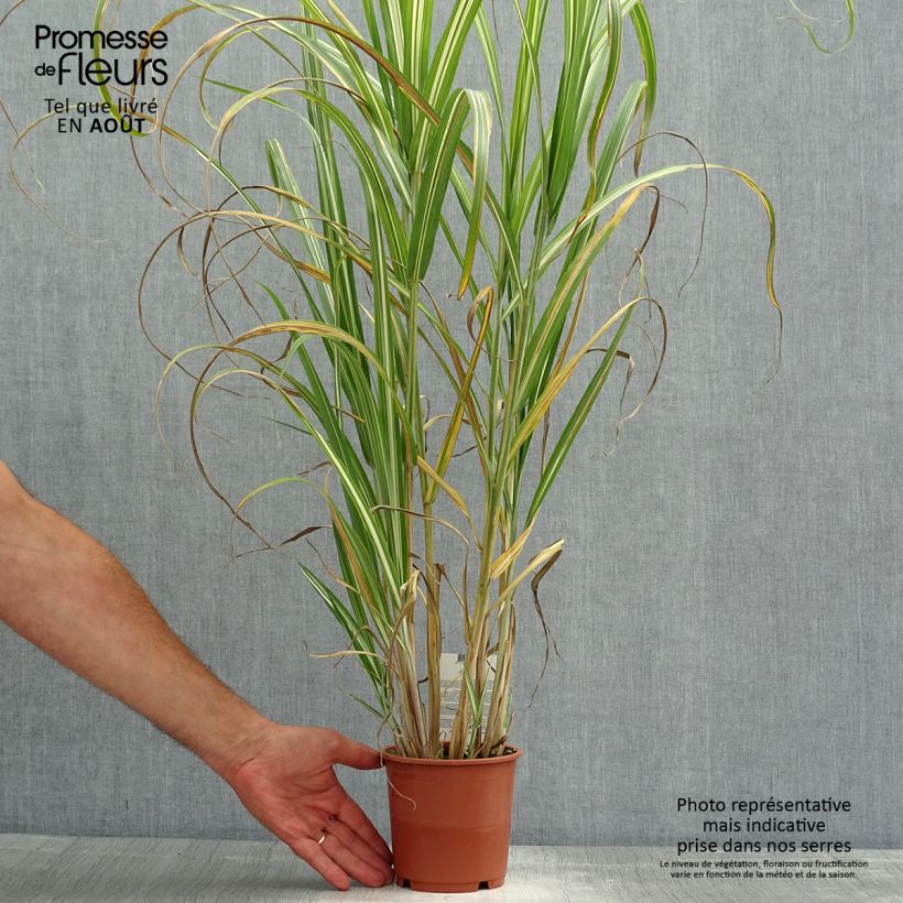 Esemplare di Miscanthus sinensis Cabaret Vaso da 1L/1,5L consegnato in estate