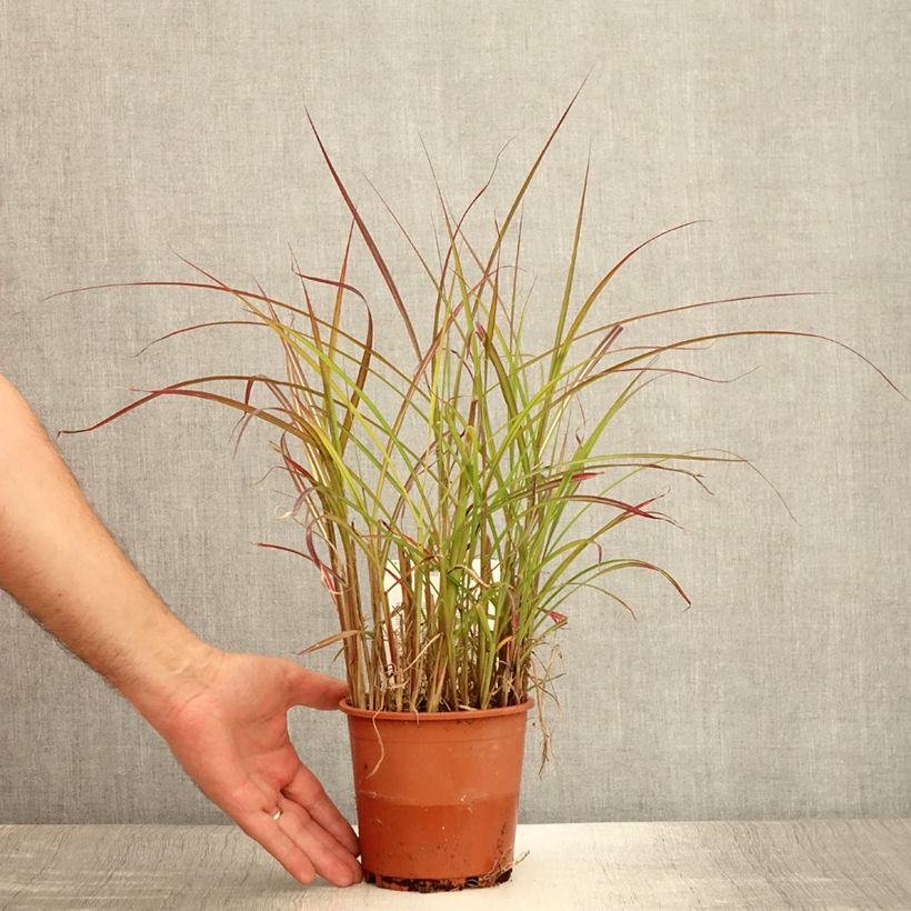 Esemplare di Miscanthus sinensis China Vaso da 1L/1,5L consegnato in estate