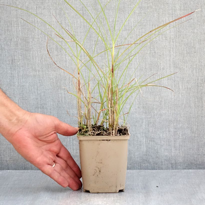 Esemplare di Miscanthus sinensis China Vasetto da 8/9 cm consegnato in estate