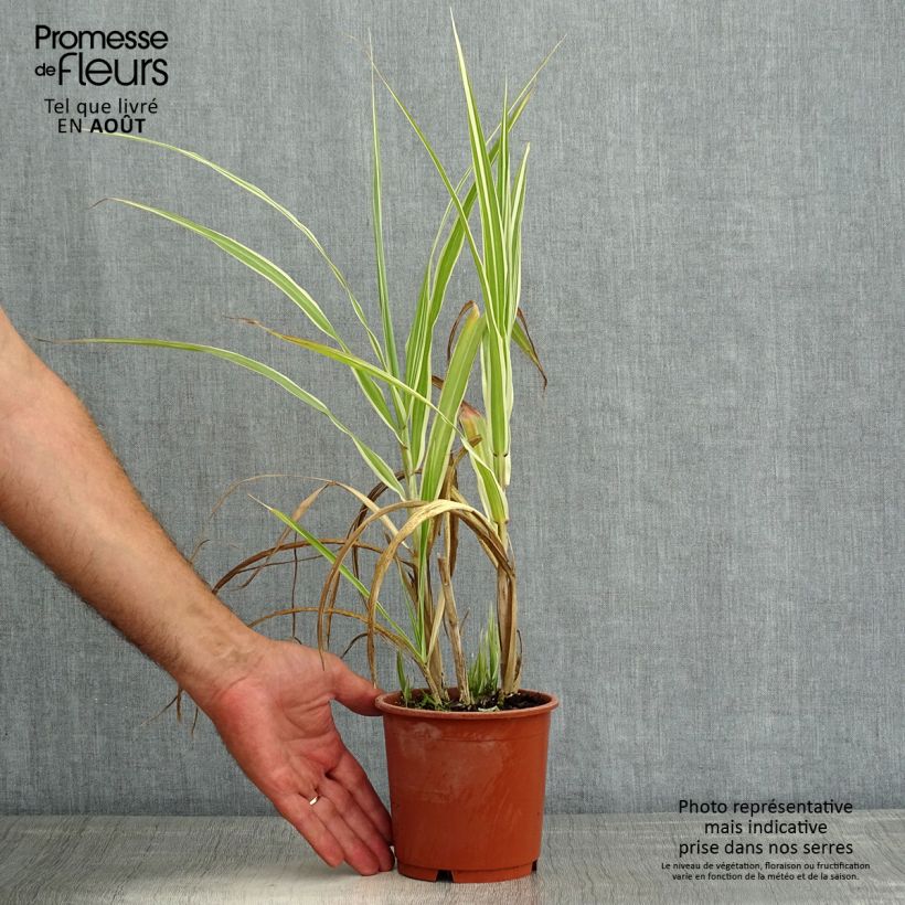 Esemplare di Miscanthus sinensis Cosmopolitan Vaso da 1L/1,5L consegnato in estate