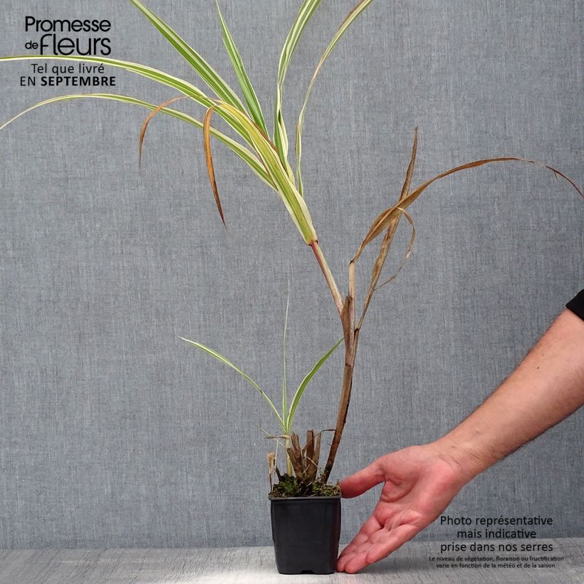 Esemplare di Miscanthus sinensis Cosmopolitan Vasetto da 8/9 cm consegnato in estate