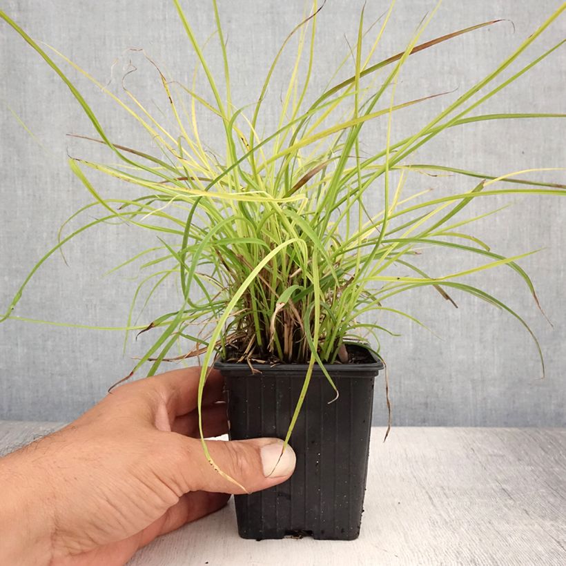 Esemplare di Miscanthus sinensis Cute One Vasetto da 8/9 cm consegnato in estate