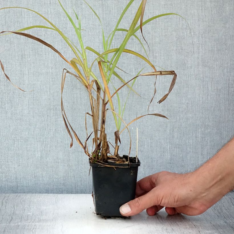 Esemplare di Miscanthus sinensis Emmanuel Lepage Vasetto da 8/9 cm consegnato in estate