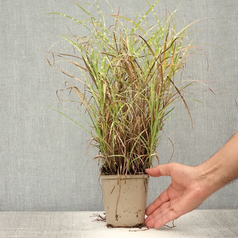 Esemplare di Miscanthus sinensis Etincelle Vasetto da 8/9 cm consegnato in estate