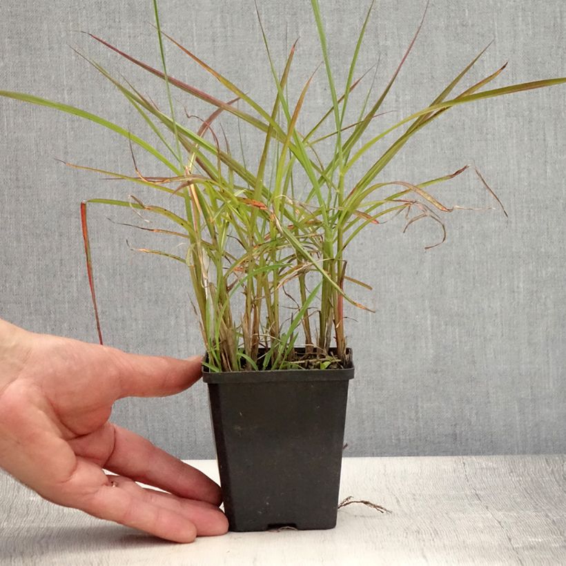 Esemplare di Miscanthus sinensis Ferner Osten Vasetto da 8/9 cm consegnato in estate