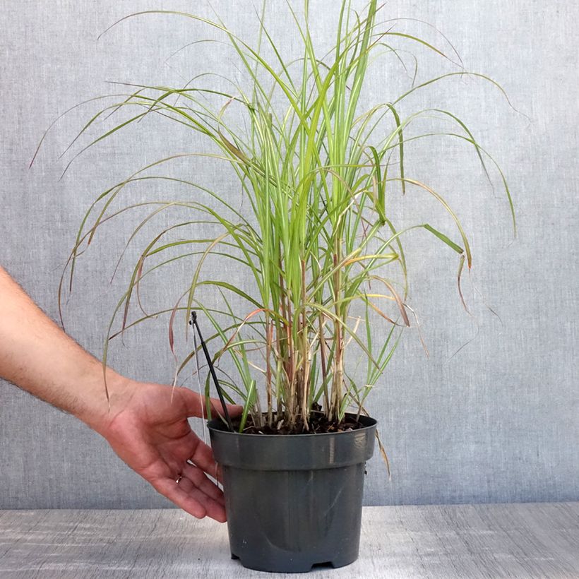 Esemplare di Miscanthus sinensis Flamingo Vaso da 2L/3L consegnato in estate