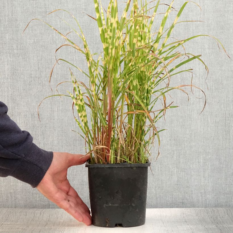 Esemplare di Miscanthus sinensis Gold Bar Vaso da 2L/3L consegnato in estate