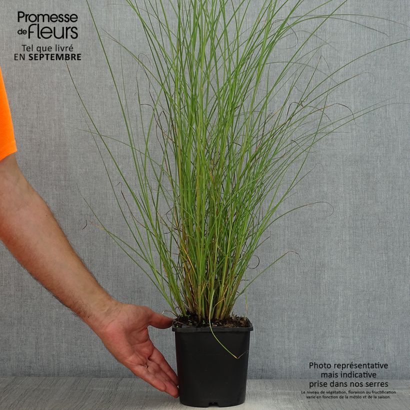Esemplare di Miscanthus sinensis Gracillimus Vaso da 2L/3L consegnato in estate